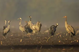 Category Wildlife DE Prints: Cranes in a field, one spreading its wings