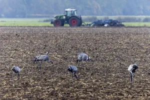 Cranes in a field with a tractor working in the background