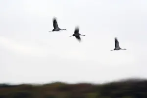 Cranes in flight