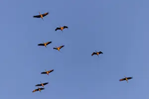 Several cranes in flight against a blue sky