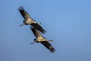 Two cranes in flight with spread wings in the blue sky