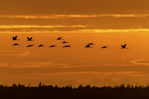 Category Wildlife DE Prints: Cranes fly over the horizon in an orange sky