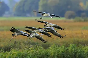Cranes fly low over a meadow against a background of reeds