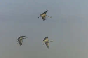 Three cranes flying calmly through the pale morning air