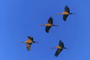 Four cranes flying close to the blue sky