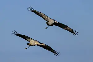 Two cranes flying close together against a clear sky