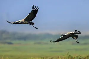 Two cranes flying close together over a green landscape