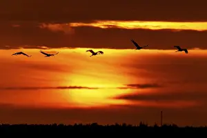 Category Wildlife DE Prints: Cranes flying in front of a dramatic sunset