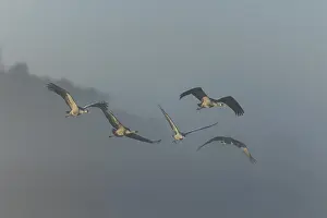 Cranes flying together in an elegant formation in the fog
