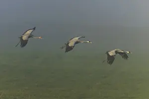 Three cranes flying elegantly over a misty landscape