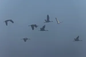 Cranes flying in the fog, diffuse light