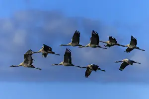Nine cranes flying in formation against a blue