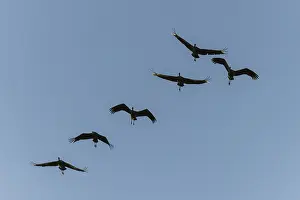 Six cranes flying in formation in the clear sky
