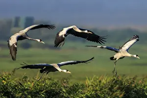 Four cranes flying in formation over dense vegetation