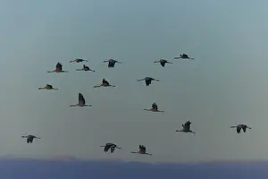 Cranes flying in formation in the evening sky