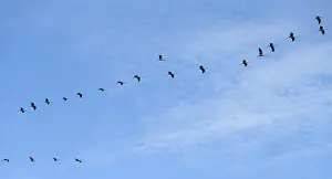 Cranes flying in formation (Grus grus)