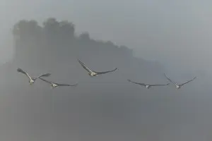 Five cranes flying in formation through the misty sky