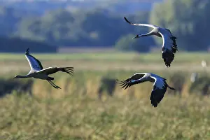 Three cranes flying over a green landscape against a clear sky