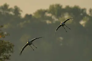 Category Wildlife DE Prints: Two cranes flying in front of hazy trees in the morning light