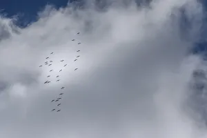 Cranes flying high up under clouds (Grus grus)