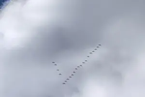 Cranes flying high up under clouds (Grus grus)