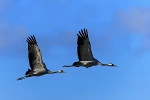Two cranes flying high in the sky in front of a light cloud cover
