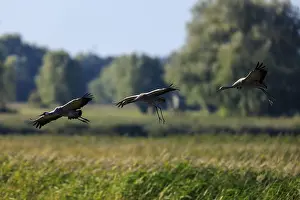 Three cranes flying just above the grass in front of trees in the background
