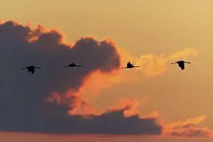 Cranes flying in a line in front of a dramatic cloudy sky at sunset