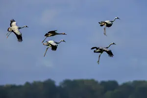 Five cranes flying in loose formation against a blue sky