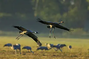 Category Wildlife DE Prints: Two cranes flying over a meadow with other birds in the background