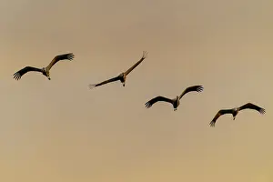 Category Wildlife DE Prints: Four cranes flying against the orange evening sky