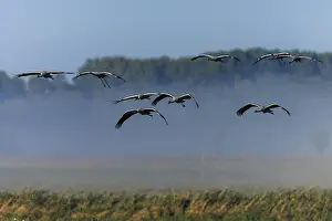 Cranes flying in a row over a misty landscape