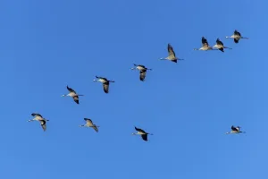 Cranes flying in V-formation against a clear blue sky