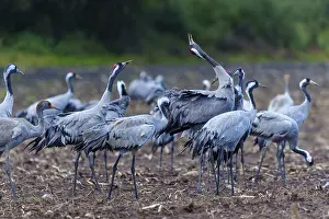 Category Wildlife DE Prints: Cranes gather in a field in autumn
