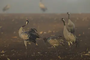 Category Wildlife DE Prints: Cranes gather in a foggy field at dawn