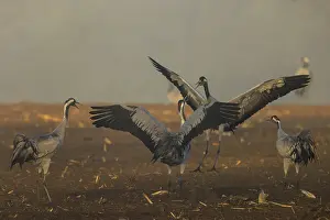 Category Wildlife DE Prints: Cranes in a group flap their wings in a field