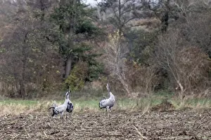 Cranes (Grus grus), calling, Lower Saxony, Germany