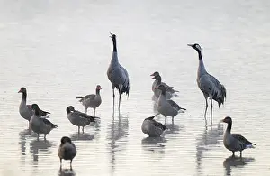 Cranes (Grus grus), cranes and gray geese (Anser anser) stand in the shallow water zone of a lake