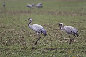 Two cranes (Grus grus) in a field