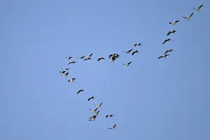 Cranes (Grus grus) in flight, North Rhine-Westphalia