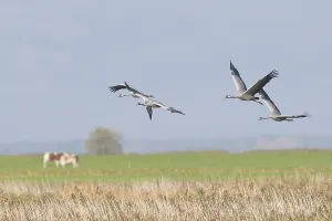 Cranes (Grus grus), Guenz, Mecklenburg-Western Pomerania