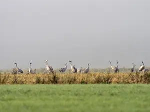 Cranes (Grus grus) in meadows and fields