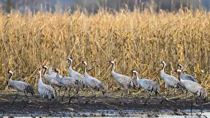 Cranes (Grus grus) migrating along the edge of a field in autumn