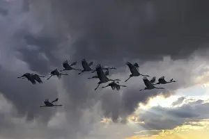 Cranes (grus grus) moving south