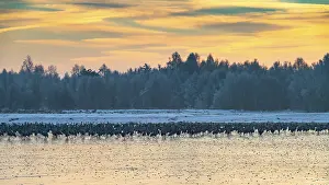 Cranes (Grus grus) roosting on the ice in the moor
