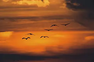 Cranes (Grus grus) at sunset, Zingst