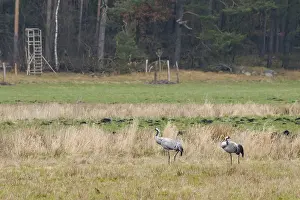 Two cranes (Grus grus) in Teufelsbruch