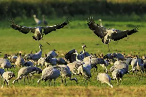 Two cranes land on a busy meadow full of other cranes