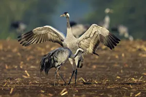 Category Wildlife DE Prints: Cranes land in a field with open wings