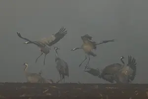 Category Wildlife DE Prints: Cranes landing and flying in fog in an open field